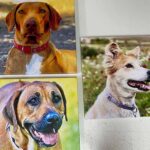 canvas print malta pets